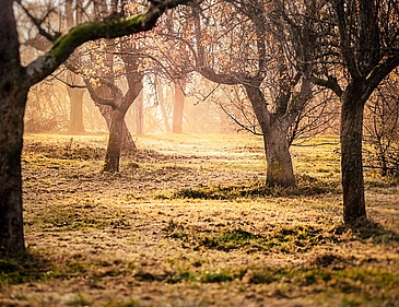 Obstgarten