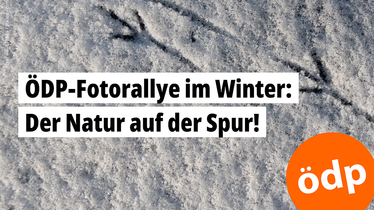 ÖDP-Fotorallye im Winter: Der Natur auf der Spur! -- Foto: wal_172619 / pixabay.com