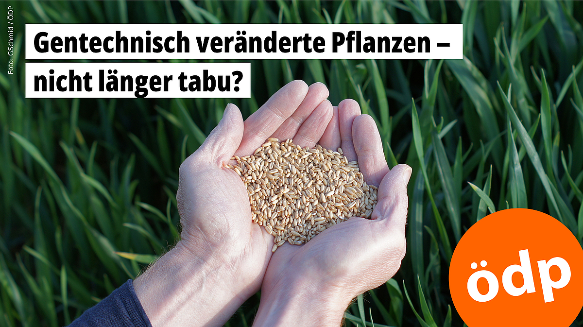 Gentechnisch veränderte Pflanzen – nicht länger tabu? – Foto: GSchmid/ÖDP