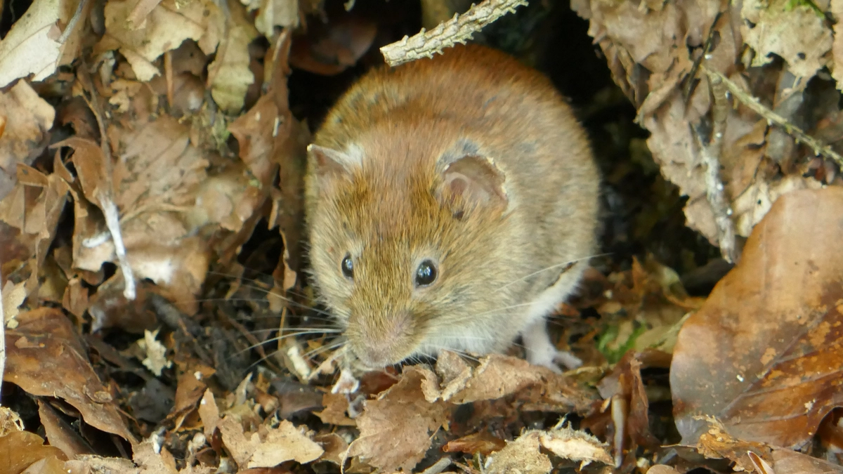 Eine Maus vor ihrem Versteck - Foto: Adrian Heim