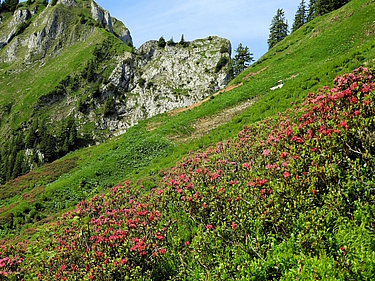 Alpenrosen