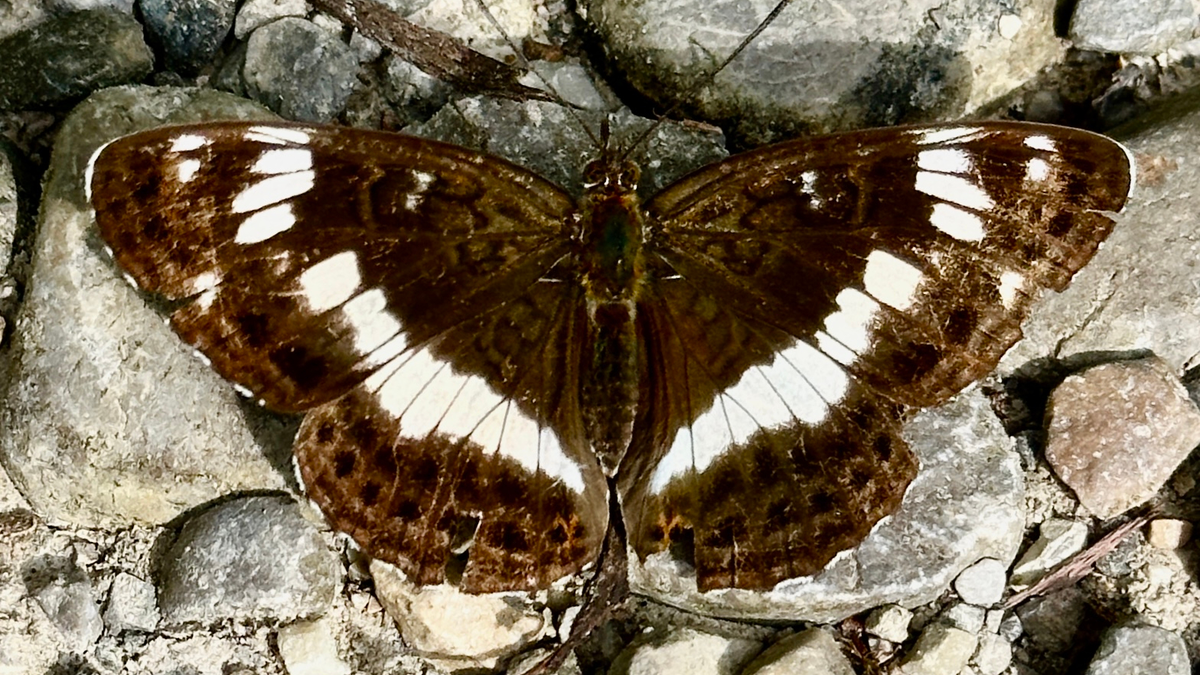 Schmetterling („Landkärtchen“) auf Steinen - Foto: Martina Gebhard