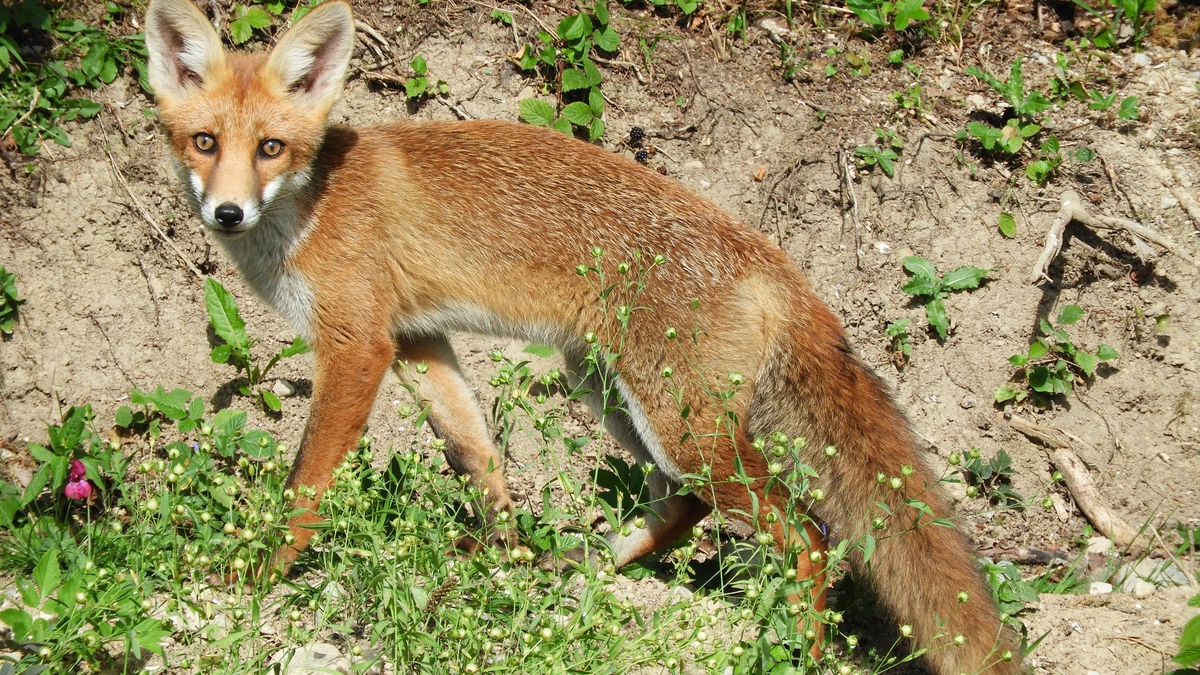 Fuchs im Garten - Foto: Helmut Scheel