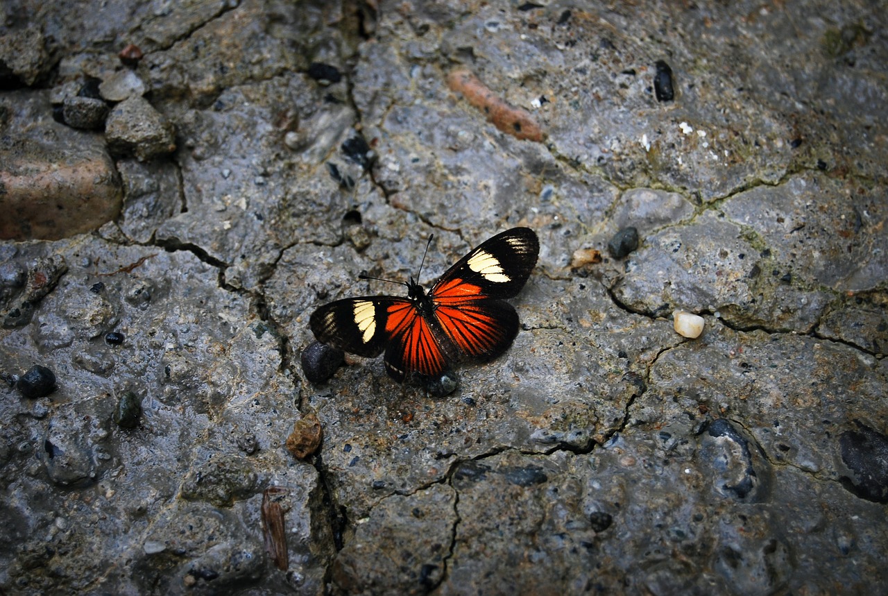Foto: Schmetterling -- pixabay.com/Helena